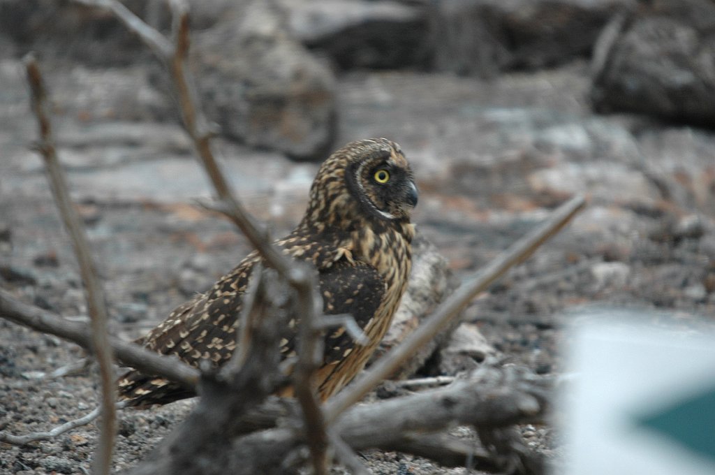 Owl, Short-eared, 2004-11045918.JPG - Short-eared Owl, Galapagos, 2004